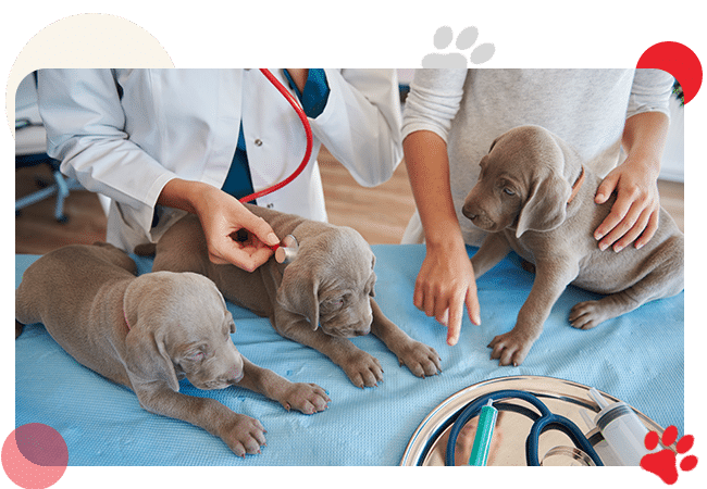 Veterinary Services - All Creatures Veterinary Center