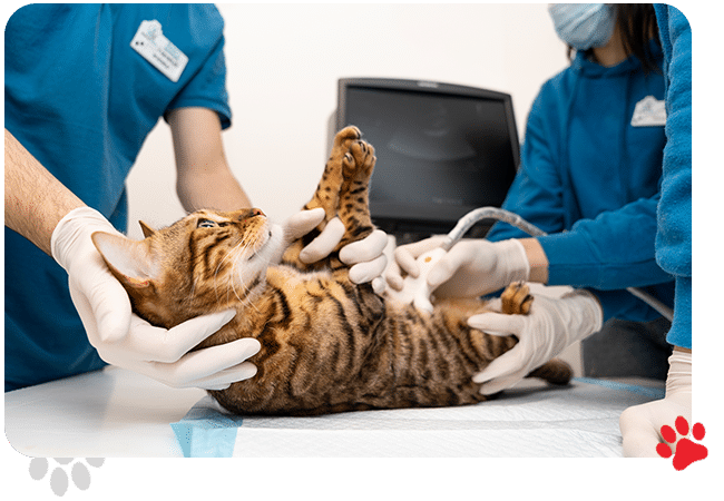 Veterinary Services - All Creatures Veterinary Center