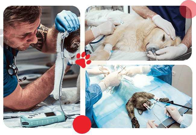 Veterinary Services - All Creatures Veterinary Center