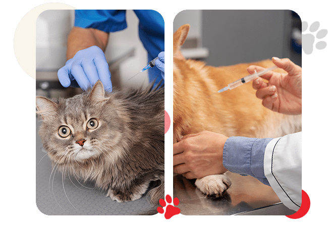 Veterinary Services - All Creatures Veterinary Center