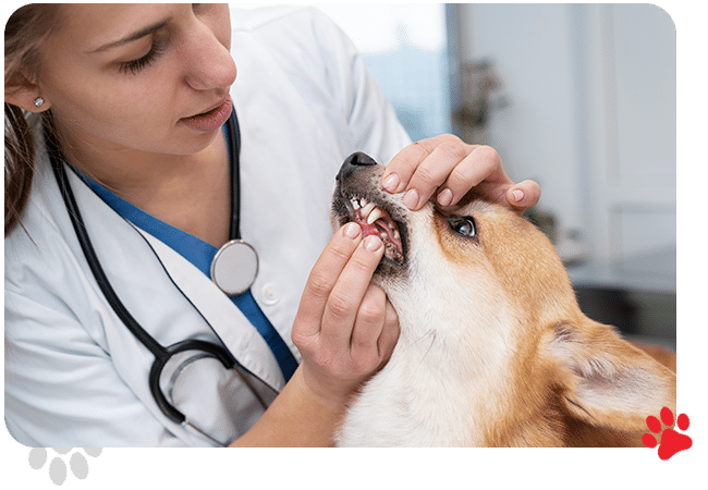 Veterinary Services - All Creatures Veterinary Center