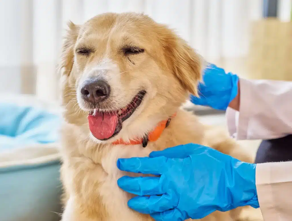 Veterinary Pathology Explained: How Diseases Are Diagnosed in Animals