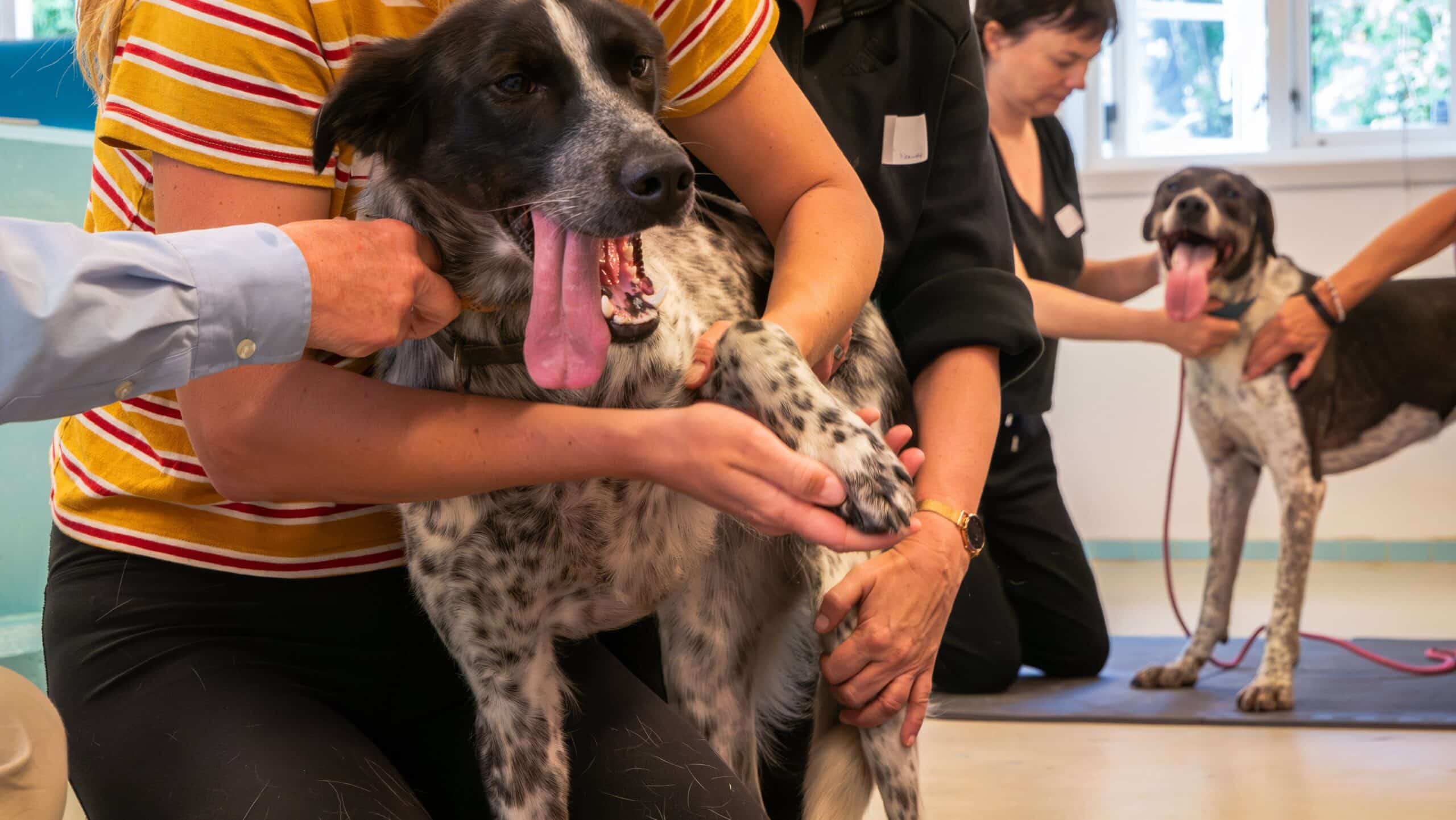 Veterinary Pathology Explained: How Diseases Are Diagnosed in Animals - All Creatures Veterinary Center Veterinary Pathology Explained: How Diseases Are Diagnosed in Animals