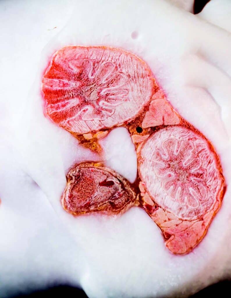 Veterinary Pathology Explained: How Diseases Are Diagnosed in Animals - All Creatures Veterinary Center What Is Veterinary Pathology?