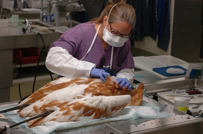 Veterinary Pathology Explained: How Diseases Are Diagnosed in Animals - All Creatures Veterinary Center When Is Veterinary Pathology Needed?