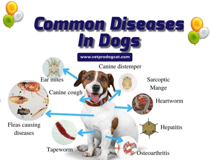 Canine Diseases: Common Health Problems in Dogs Explained - All Creatures Veterinary Center Brain and Nervous System Disorders