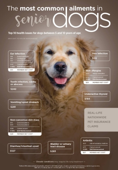Canine Diseases: Common Health Problems in Dogs Explained - All Creatures Veterinary Center Digestive System Disorders
