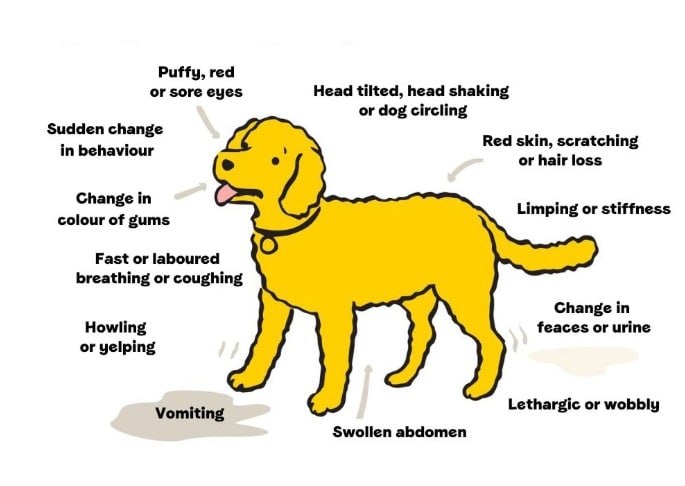 Canine Diseases: Common Health Problems in Dogs Explained - All Creatures Veterinary Center What are the main symptoms and warning signs in the dogs?