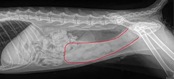 Canine Pyometra: A Life-Threatening Uterine Infection in Dogs - All Creatures Veterinary Center How Canine Pyometra Is Diagnosed