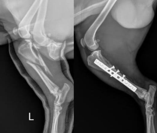 Fractures in Canines: Types, Symptoms, Diagnosis, Treatment, and Recovery - All Creatures Veterinary Center How are fractures treated in dogs?