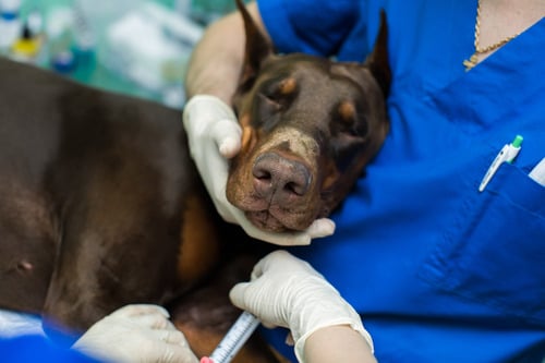 Understanding Veterinary Anesthesia: Safety, Steps, and What Every Pet Owner Should Know - All Creatures Veterinary Center How are pets recovered from the veterinary anesthesia?