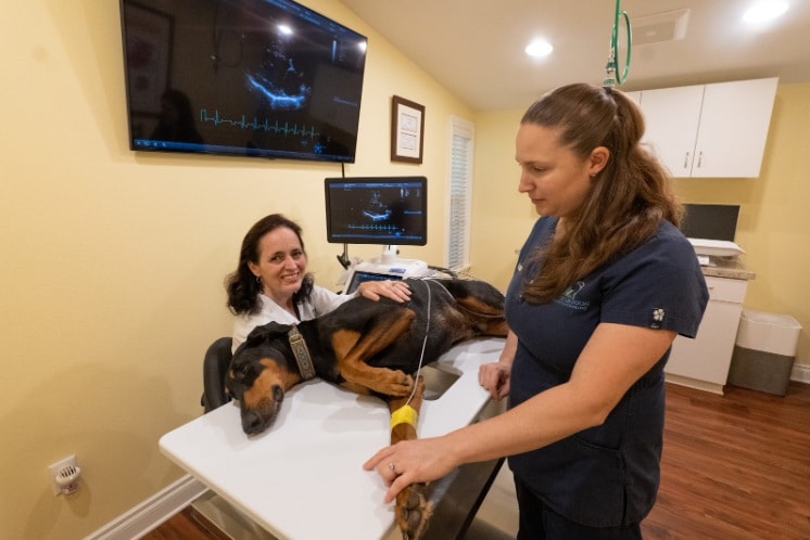 Veterinary Internal Medicine Explained: Advanced Diagnosis and Long-Term Care for Pets - All Creatures Veterinary Center How is treatment provided in the Veterinary Internal Medicine?
