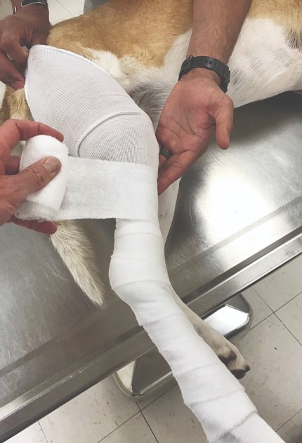 Fractures in Canines: Types, Symptoms, Diagnosis, Treatment, and Recovery - All Creatures Veterinary Center Non-surgical procedures