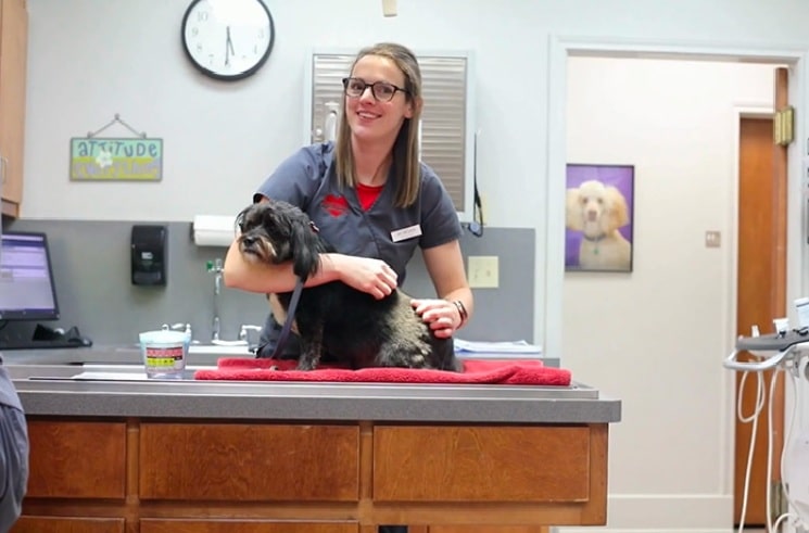 Veterinary Internal Medicine Explained: Advanced Diagnosis and Long-Term Care for Pets - All Creatures Veterinary Center Prognosis and Quality of Life