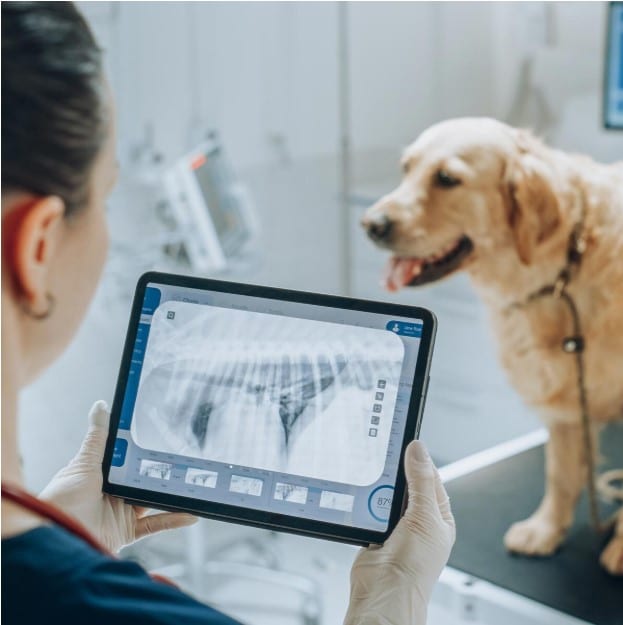 Veterinary Digital Radiology Explained: Modern X-Ray Imaging in Animal Medicine