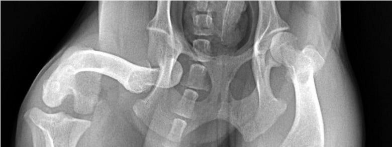 Canine Joint Dislocations: Causes, Symptoms, Diagnosis, Treatment, and Recovery - All Creatures Veterinary Center Canine Joint Dislocations: Causes, Symptoms, Diagnosis, Treatment, and Recovery