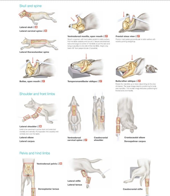 Veterinary Digital Radiology Explained - All Creatures Veterinary Center Veterinary Digital Radiology Explained: Modern X-Ray Imaging in Animal Medicine