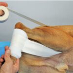 Canine Joint Dislocations: Causes, Symptoms, Diagnosis, Treatment, and Recovery Canine Joint Dislocations: Causes, Symptoms, Diagnosis, Treatment, and Recovery