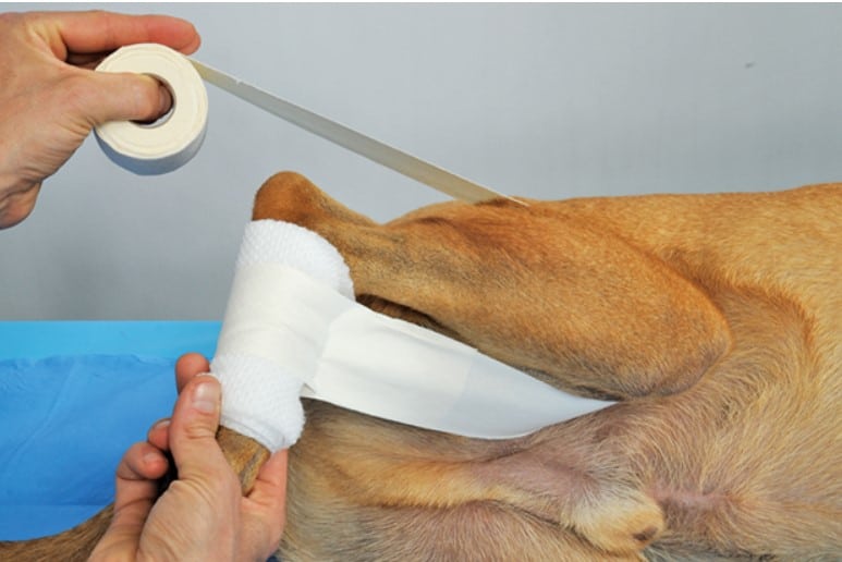 Canine Joint Dislocations: Causes, Symptoms, Diagnosis, Treatment, and Recovery