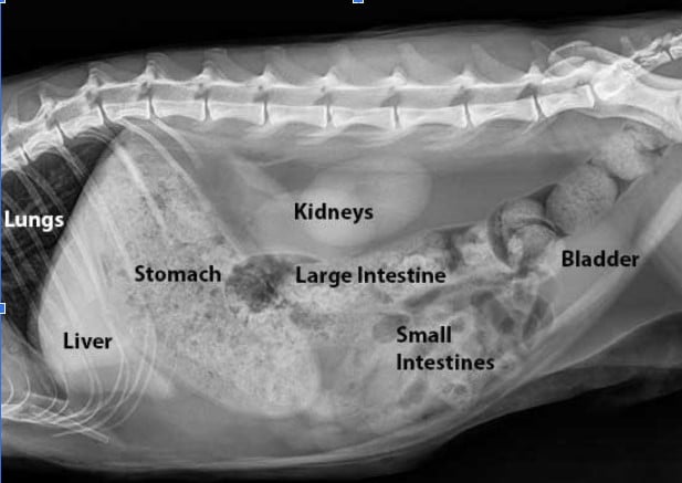 Veterinary Digital Radiology Explained - All Creatures Veterinary Center Veterinary Digital Radiology Explained: Modern X-Ray Imaging in Animal Medicine