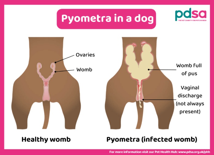 Canine Pyometra: A Life-Threatening Uterine Infection in Dogs - All Creatures Veterinary Center Understanding Canine Pyometra?