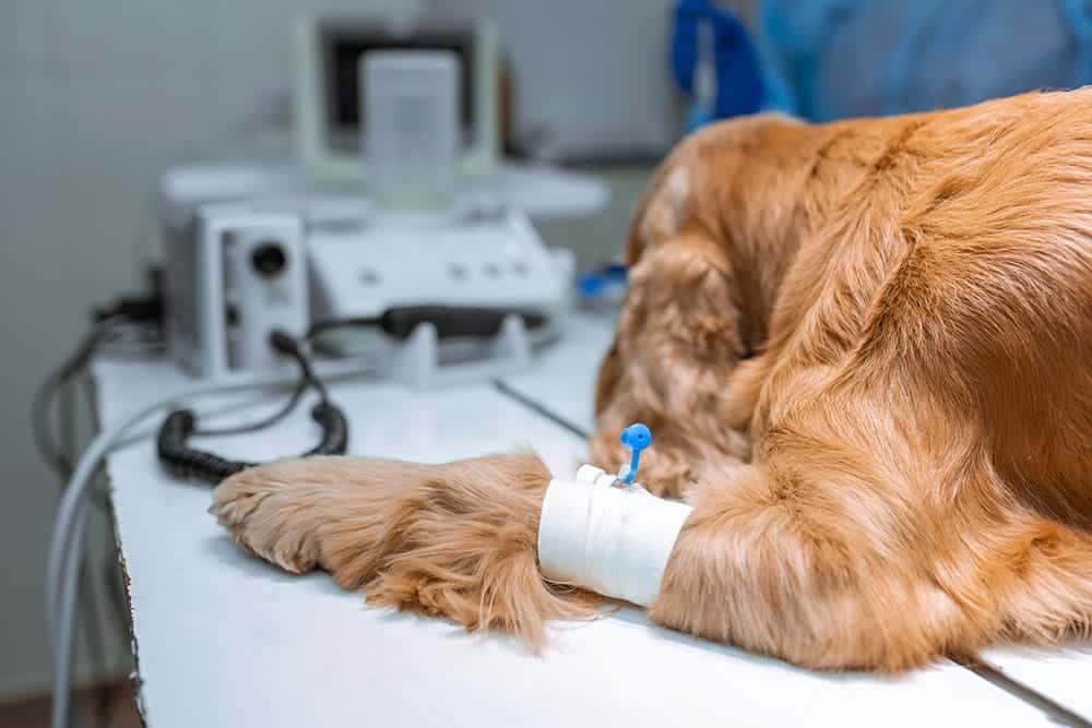 Understanding Veterinary Anesthesia: Safety, Steps, and What Every Pet Owner Should Know - All Creatures Veterinary Center Understanding Veterinary Anesthesia Safety Steps and What Every Pet Owner Should Know