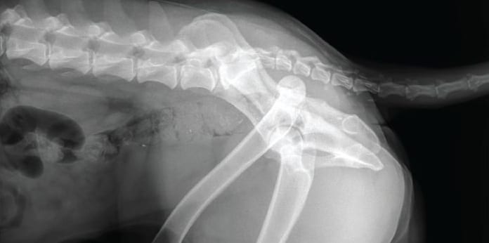 Fractures in Canines: Types, Symptoms, Diagnosis, Treatment, and Recovery - All Creatures Veterinary Center Understanding how fractures are diagnosed by the doctors