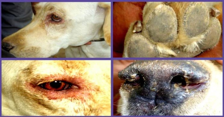 Canine Diseases: Common Health Problems in Dogs Explained - All Creatures Veterinary Center Understanding the canine diseases