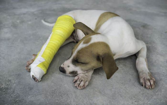 Fractures in Canines: Types, Symptoms, Diagnosis, Treatment, and Recovery - All Creatures Veterinary Center Understanding the common types of fractures in Canines