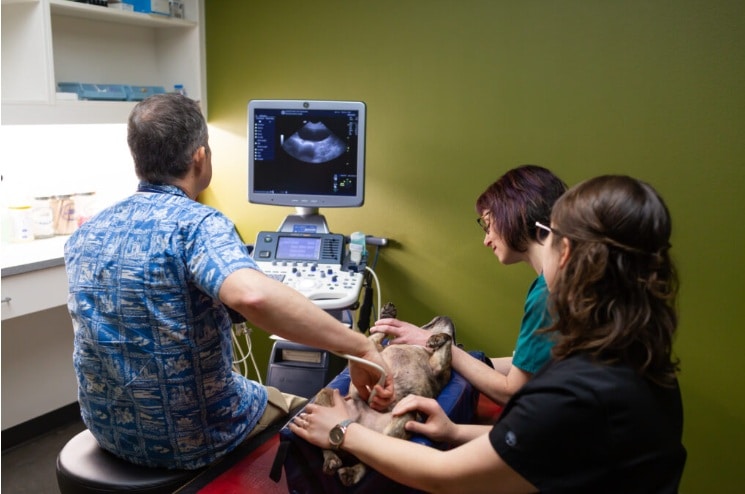 Veterinary Internal Medicine Explained: Advanced Diagnosis and Long-Term Care for Pets - All Creatures Veterinary Center Understanding the right time to consult an internal medicine specialist for the pets