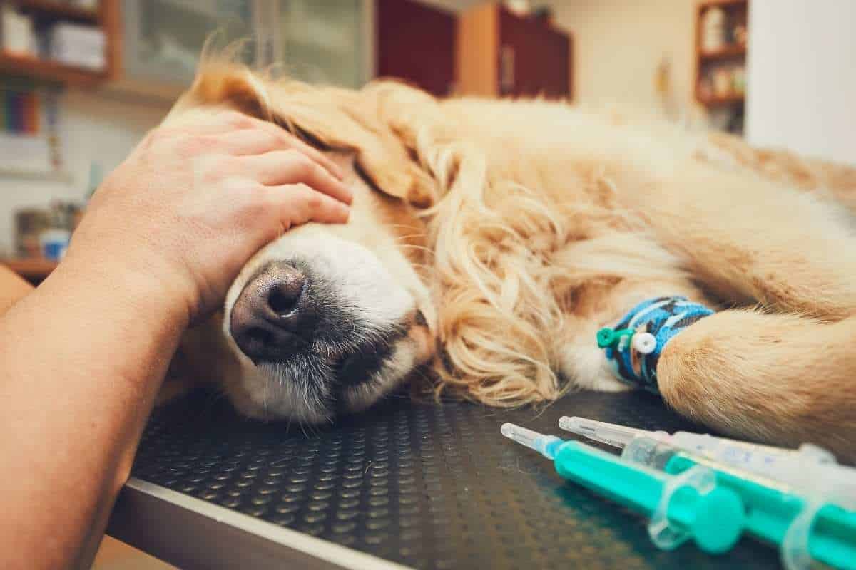 Understanding Veterinary Anesthesia: Safety, Steps, and What Every Pet Owner Should Know - All Creatures Veterinary Center Understanding the role of pet owners during the anesthetic procedure