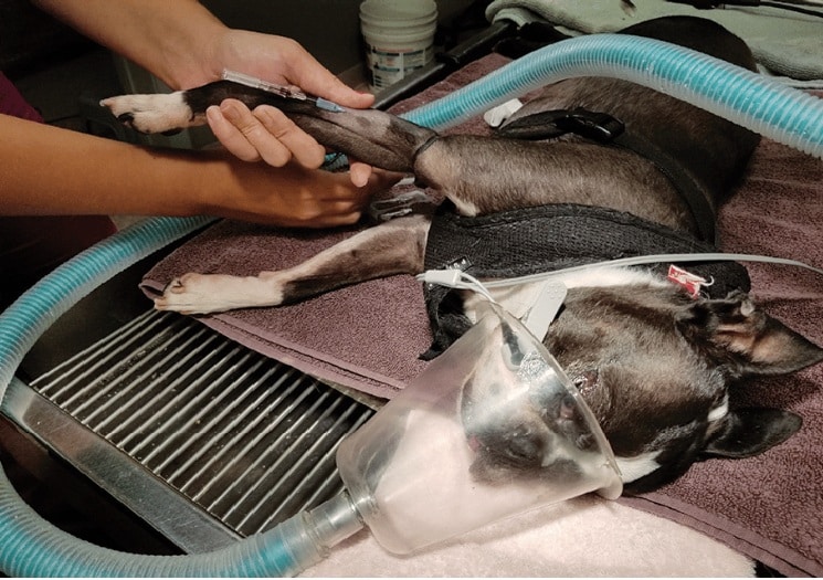 Understanding Veterinary Anesthesia: Safety, Steps, and What Every Pet Owner Should Know - All Creatures Veterinary Center Understanding veterinary anesthesia