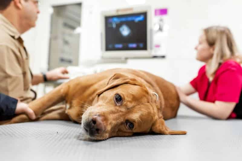 Veterinary Internal Medicine Explained Advanced Diagnosis and Long Term Care for pets