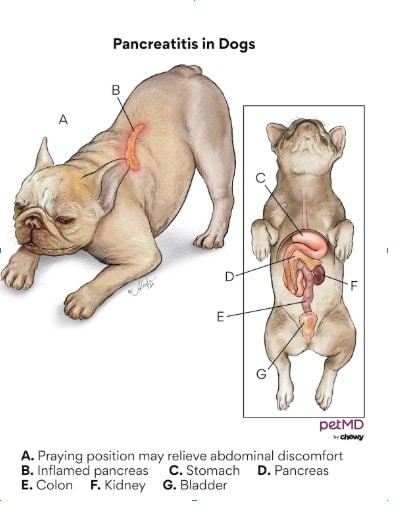 Canine Pancreatitis: Causes, Symptoms, Diagnosis, Treatment, and Long-Term Care - All Creatures Veterinary Center What Is Canine Pancreatitis?