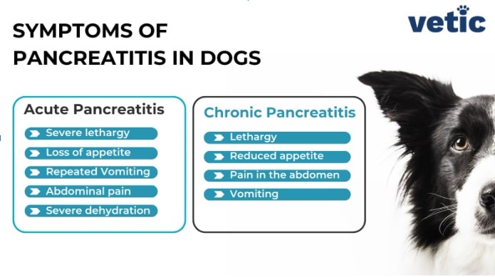Canine Pancreatitis: Causes, Symptoms, Diagnosis, Treatment, and Long-Term Care - All Creatures Veterinary Center What are the main signs and symptoms that are seen in canine pancreatitis?