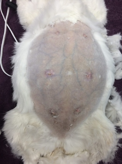 Canine Pyometra: A Life-Threatening Uterine Infection in Dogs - All Creatures Veterinary Center What are the main symptoms that are seen in the canine pyometra?