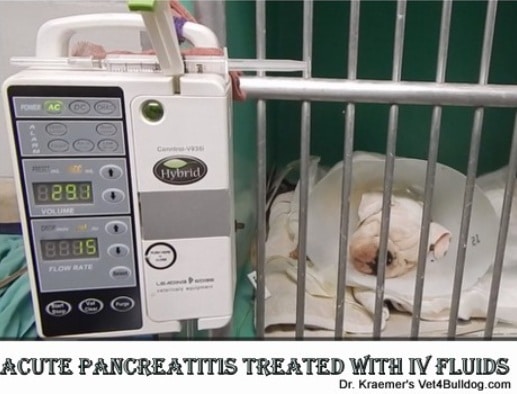 Canine Pancreatitis: Causes, Symptoms, Diagnosis, Treatment, and Long-Term Care - All Creatures Veterinary Center What are the main treatment options that are there in the canine pancreatitis?