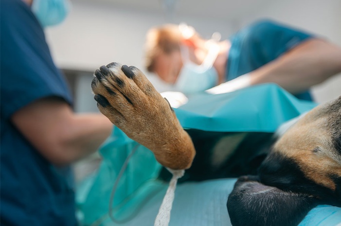 Canine Pyometra: A Life-Threatening Uterine Infection in Dogs - All Creatures Veterinary Center What is the Treatment of Canine Pyometra