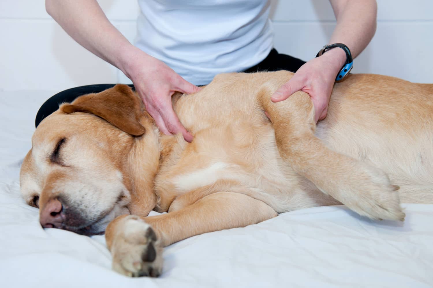 Fractures in Canines: Types, Symptoms, Diagnosis, Treatment, and Recovery - All Creatures Veterinary Center What should be done if you have seen a fracture in a dog?