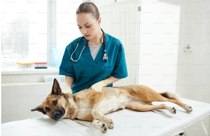 Canine Diseases: Common Health Problems in Dogs Explained - All Creatures Veterinary Center When is the right time to consult an experienced veterinary doctor?