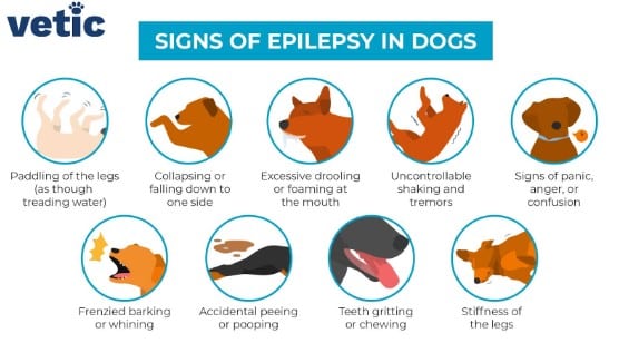Canine Epilepsy: Causes, Seizures, Diagnosis, Treatment, and Long-Term Management - All Creatures Veterinary Center Symptoms Before, During, and After Seizures