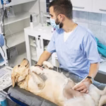 Abdominal Ultrasound for Pets: A Safe, Painless Way to See What’s Inside Abdominal Ultrasound for Pets A Safe Painless Way to See Whats Inside