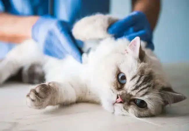 The Dangers of String: Why Linear Foreign Bodies are a Cat-Astrophe - All Creatures Veterinary Center Caring for Your Pet After GI Blockage Surgery