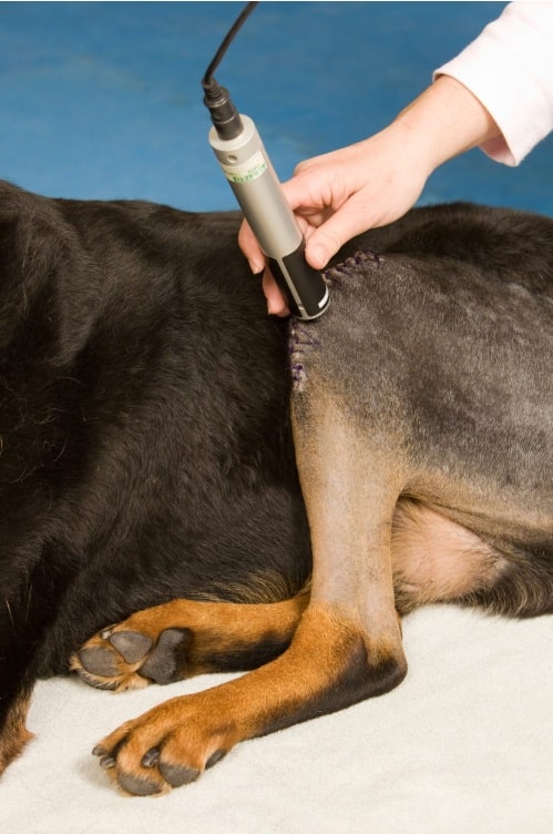 Pet Laser Therapy: The Pain-Free Solution Every Pet Owner Should Know - All Creatures Veterinary Center Let us understand a laser therapy session for the pet
