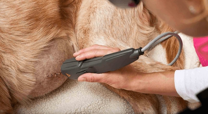 Pet Laser Therapy: The Pain-Free Solution Every Pet Owner Should Know - All Creatures Veterinary Center Let us understand a laser therapy session for the pet