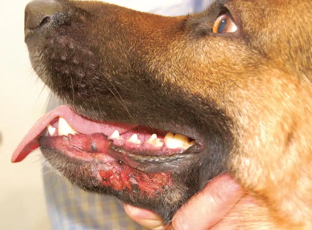 Understanding Deep Pyoderma and Furunculosis in Dogs: Signs Every Pet Owner Should Know - All Creatures Veterinary Center Understanding deep pyoderma
