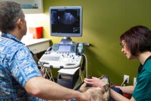 Abdominal Ultrasound for Pets: A Safe, Painless Way to See What’s Inside - All Creatures Veterinary Center Understanding the abdominal ultrasound
