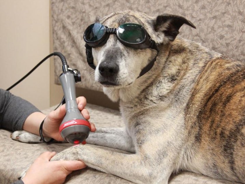 Pet Laser Therapy: The Pain-Free Solution Every Pet Owner Should Know - All Creatures Veterinary Center Understanding veterinary laser therapy