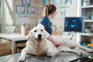 Abdominal Ultrasound for Pets: A Safe, Painless Way to See What’s Inside - All Creatures Veterinary Center Will it be safe for the pets to undergo an ultrasound?