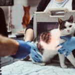 When to Rush Your Pet to the Emergency Vet: A Critical Care Guide When to Rush Your Pet to the Emergency Vet: A Critical Care Guide